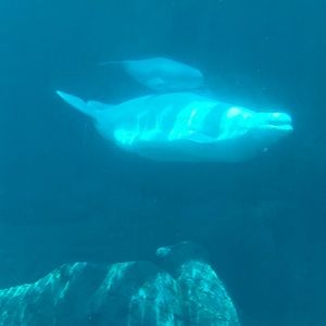 Meet your Posher, Frankie